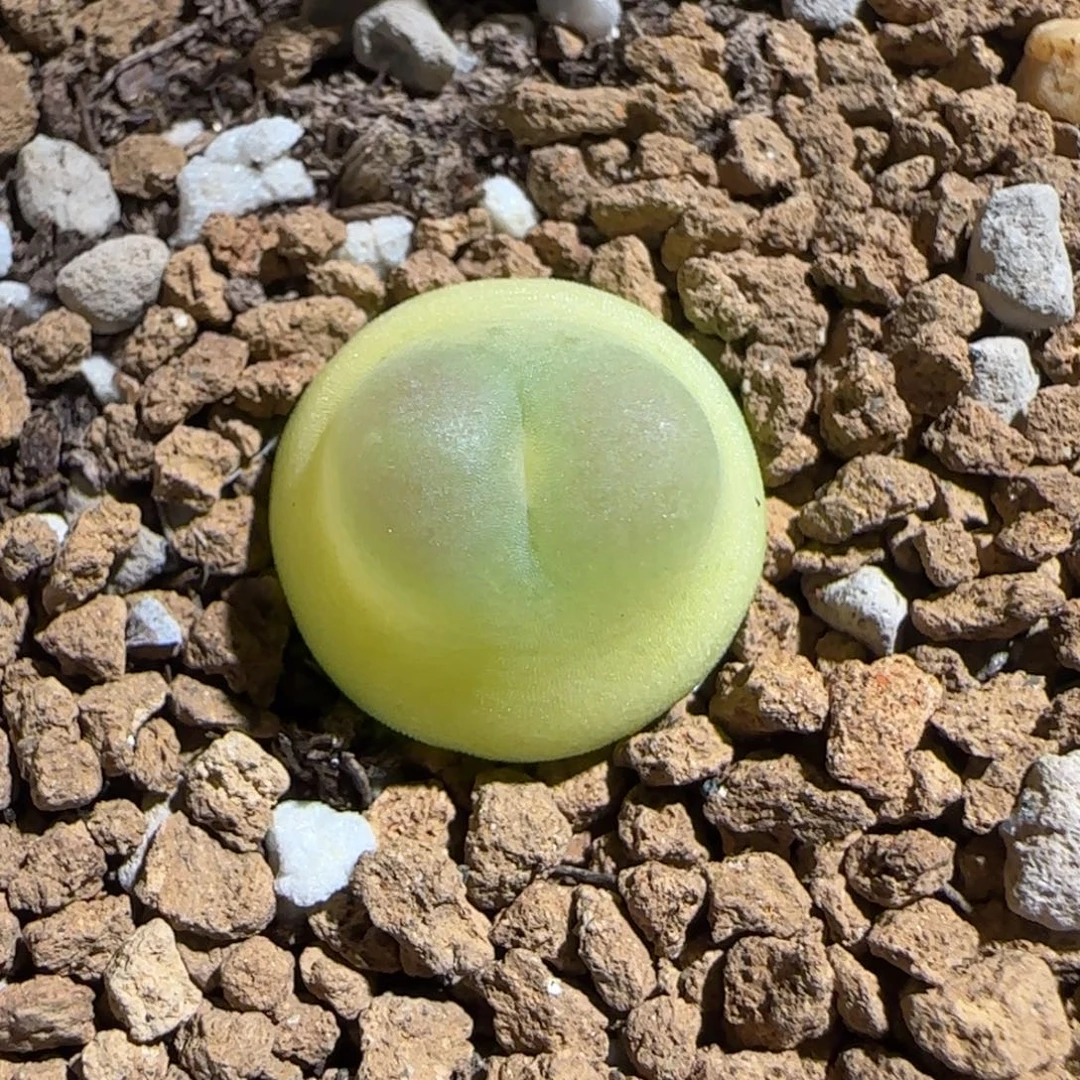 肉锥多肉植物组合-日式拉登797