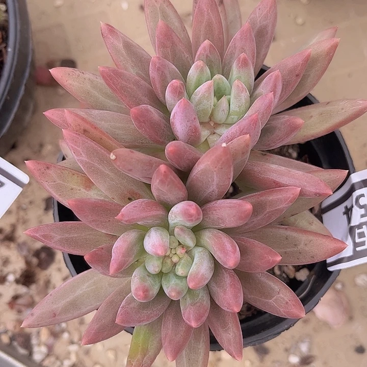 虞姬2754多肉植物