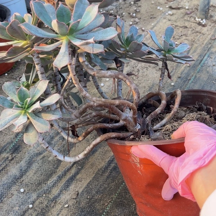 759 多肉法师不包断枝