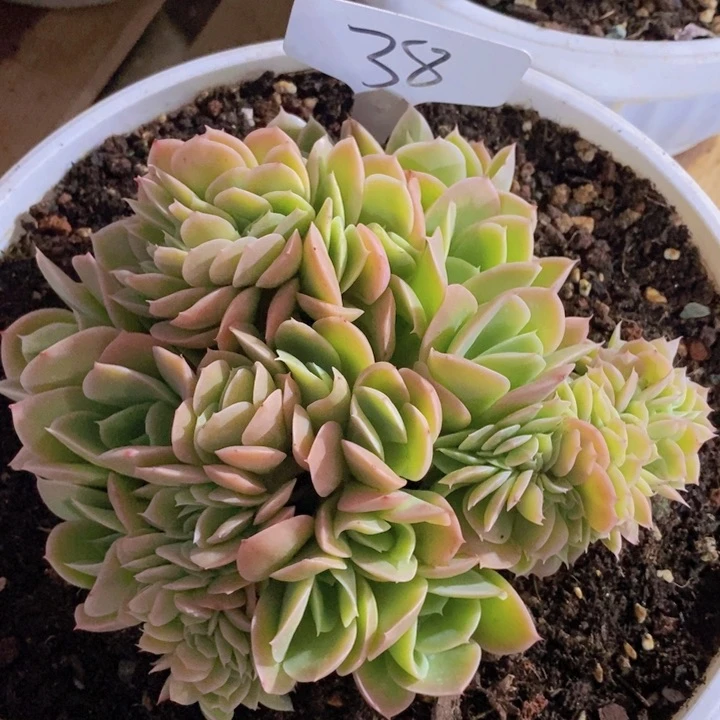 这么多小东西怎么这么