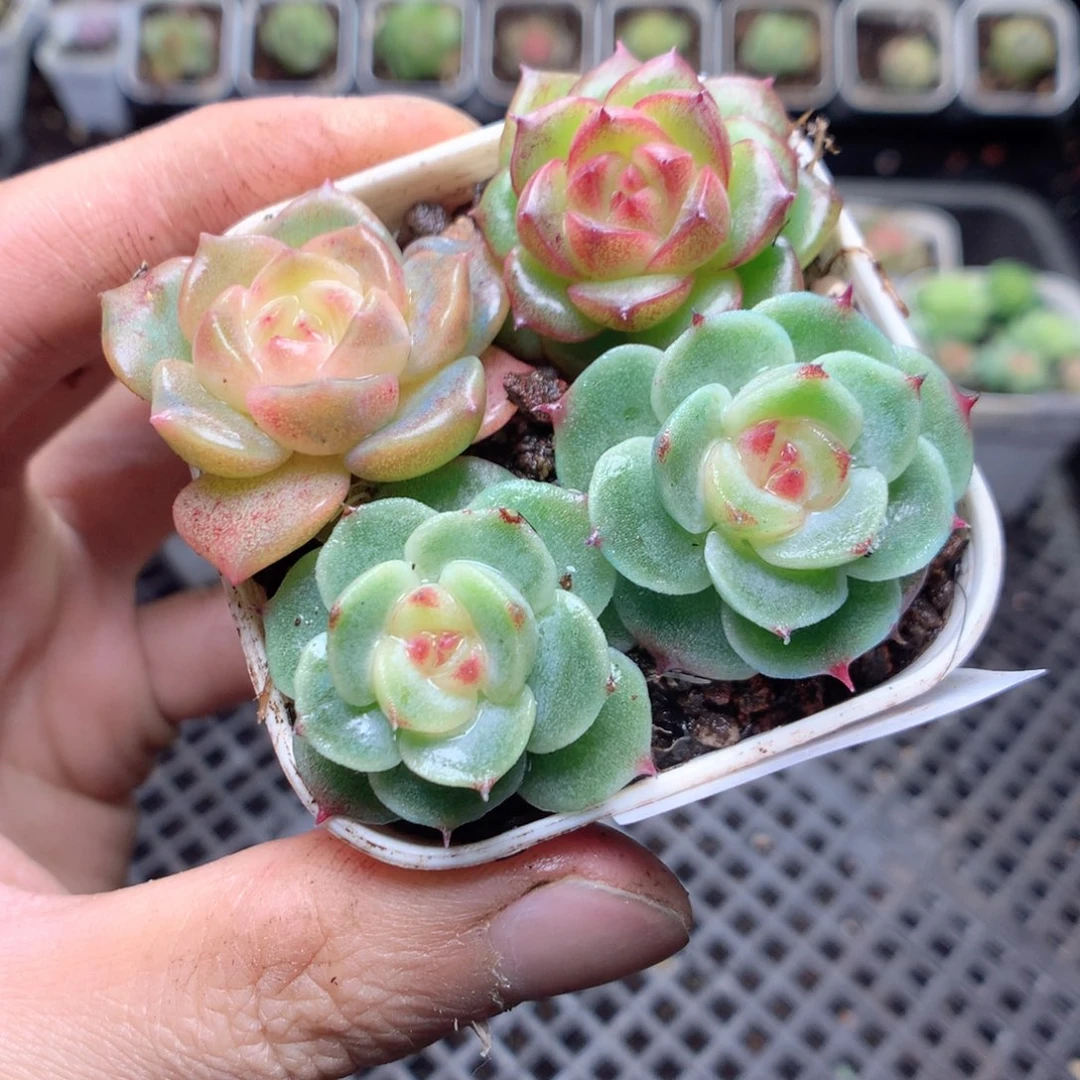 无花朵Q68yyyyyyyy