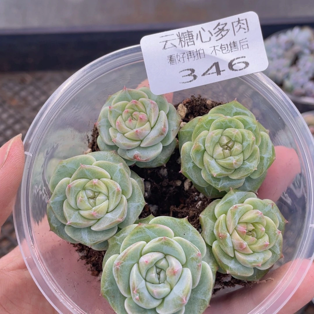 云糖心多肉植物346