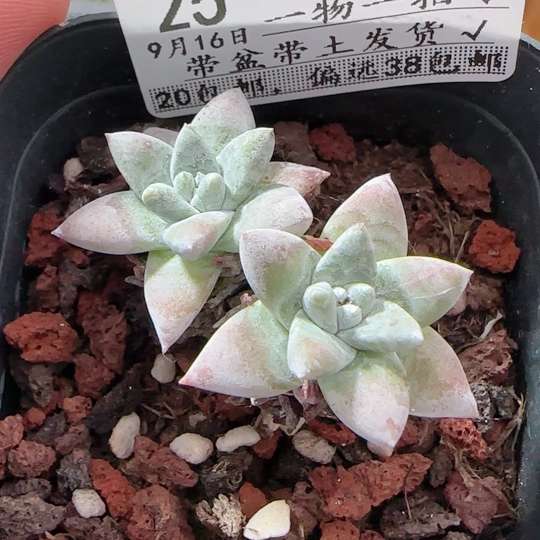 多肉0916--25白菊小老桩