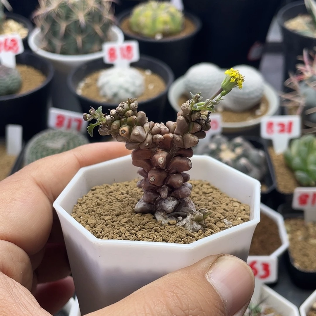实生蛮鬼塔厚敦菊 包邮
