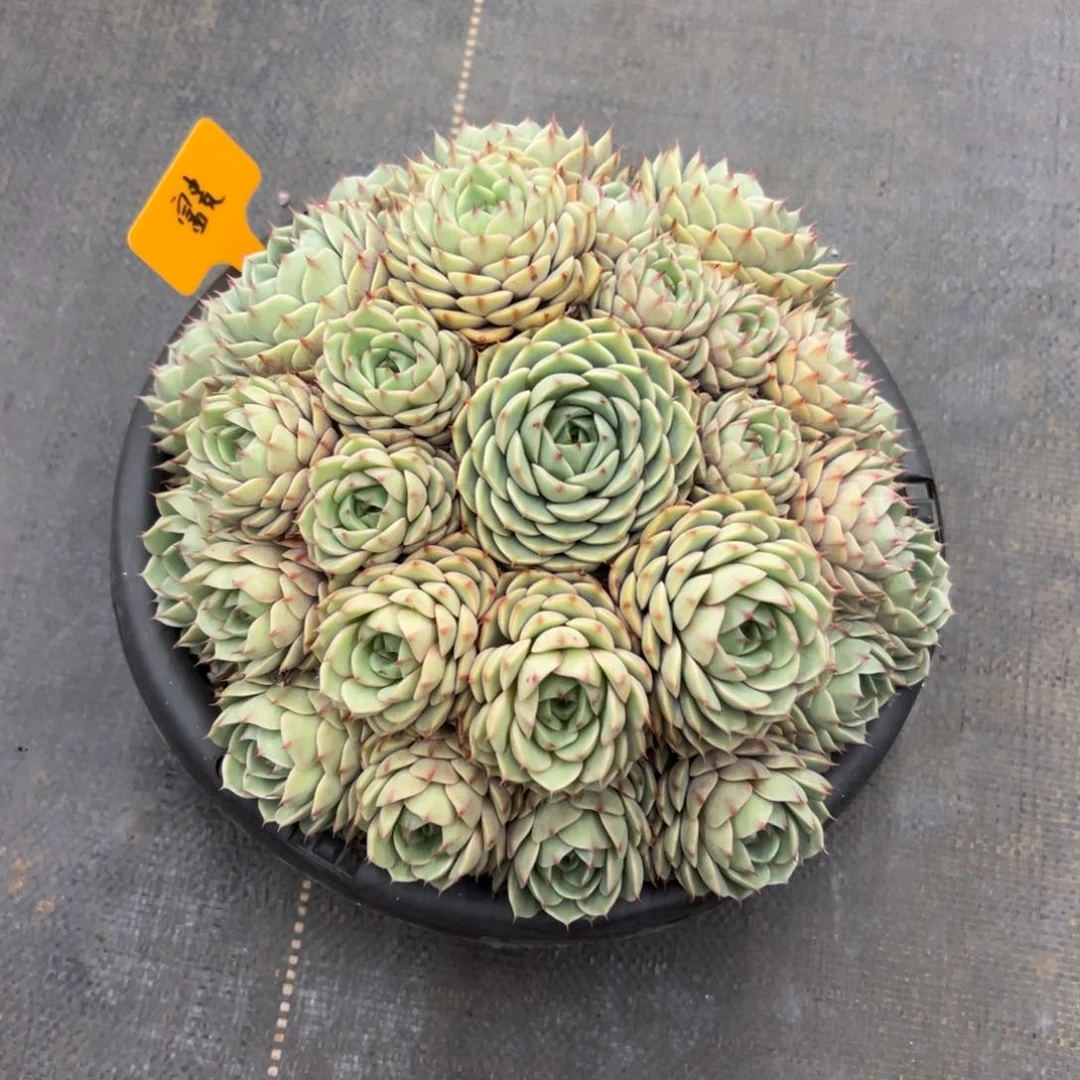 一物一拍，富贵寄养