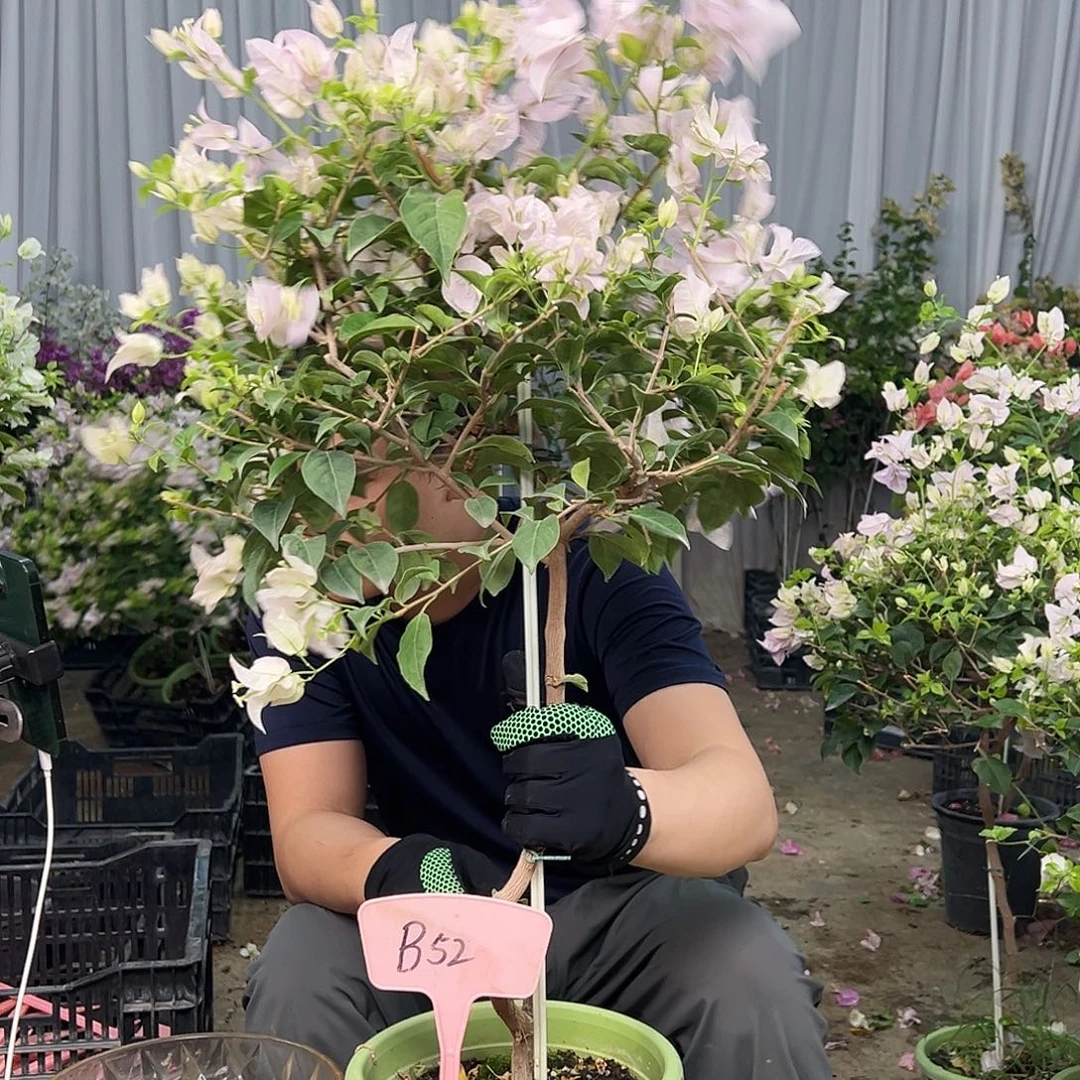 小***子大部分花苞少量开放B52苹果花