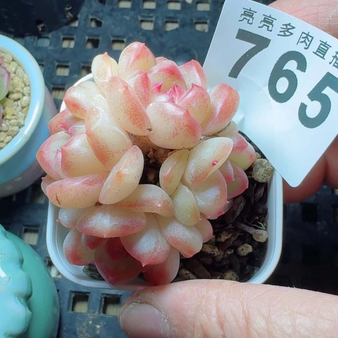 苧***乐甜茶珍妮           精美多肉