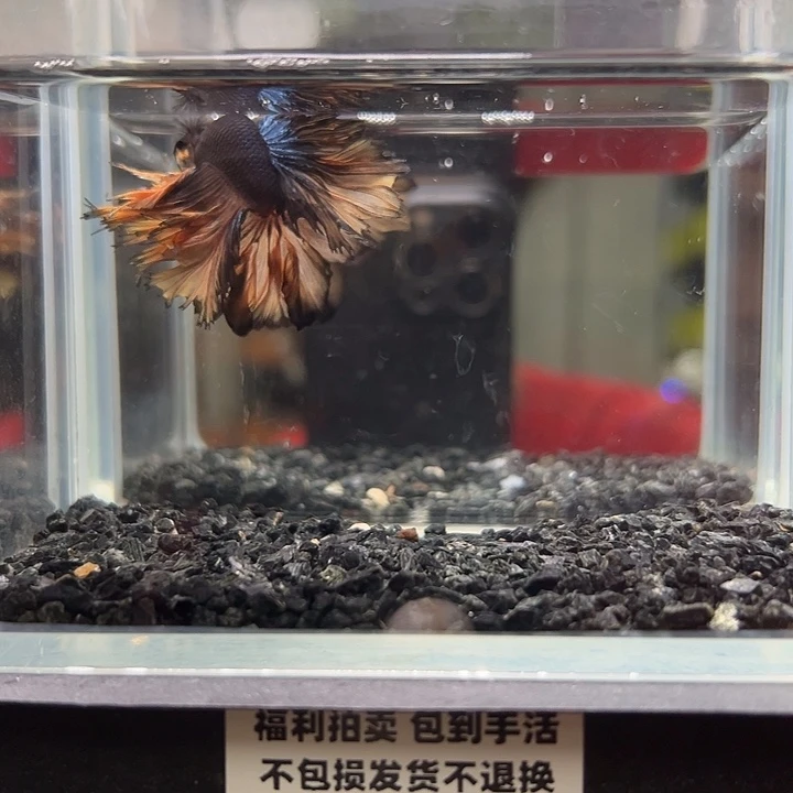 斗鱼竞拍跑单拉黑31日39