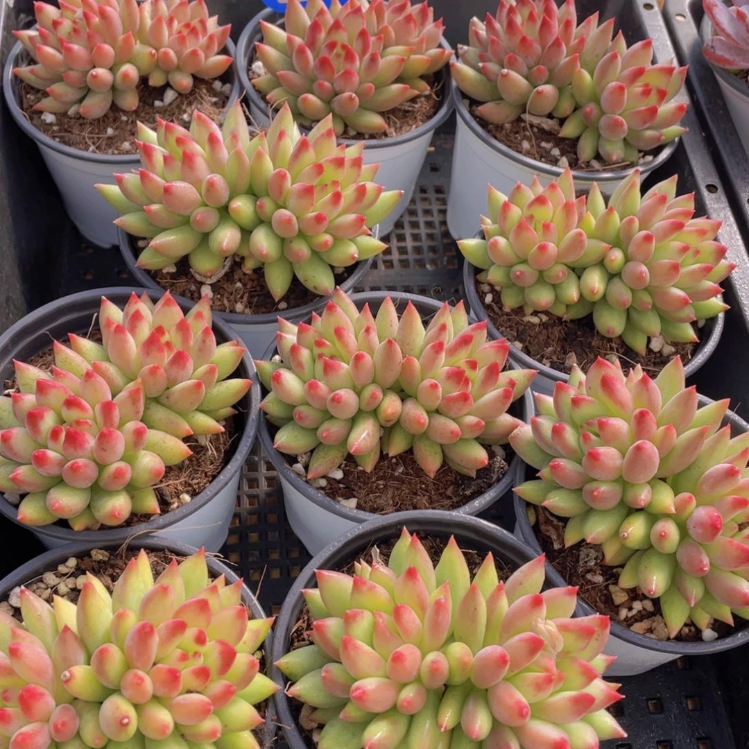 量拍37号 岩字大双头一个