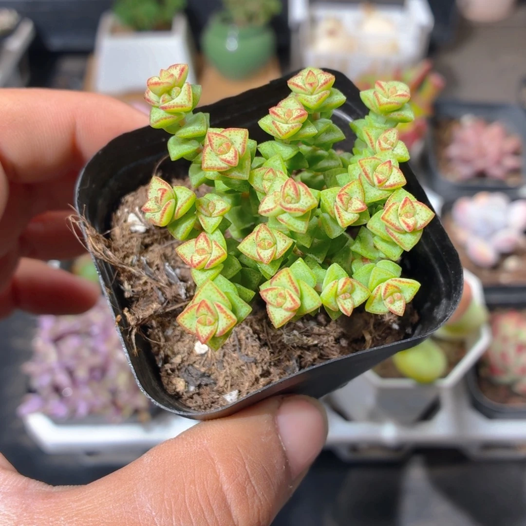 小米星多肉9.9包邮发货