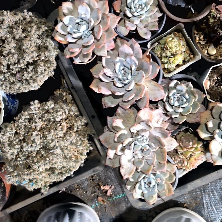 满9元包邮，大颗粉蓝鸟