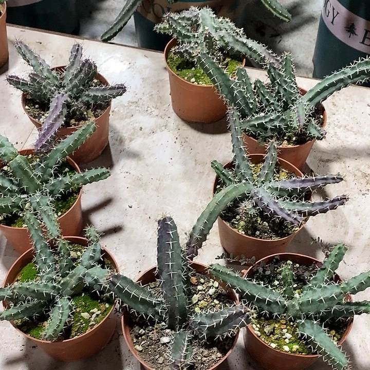 美花角一盆随机花