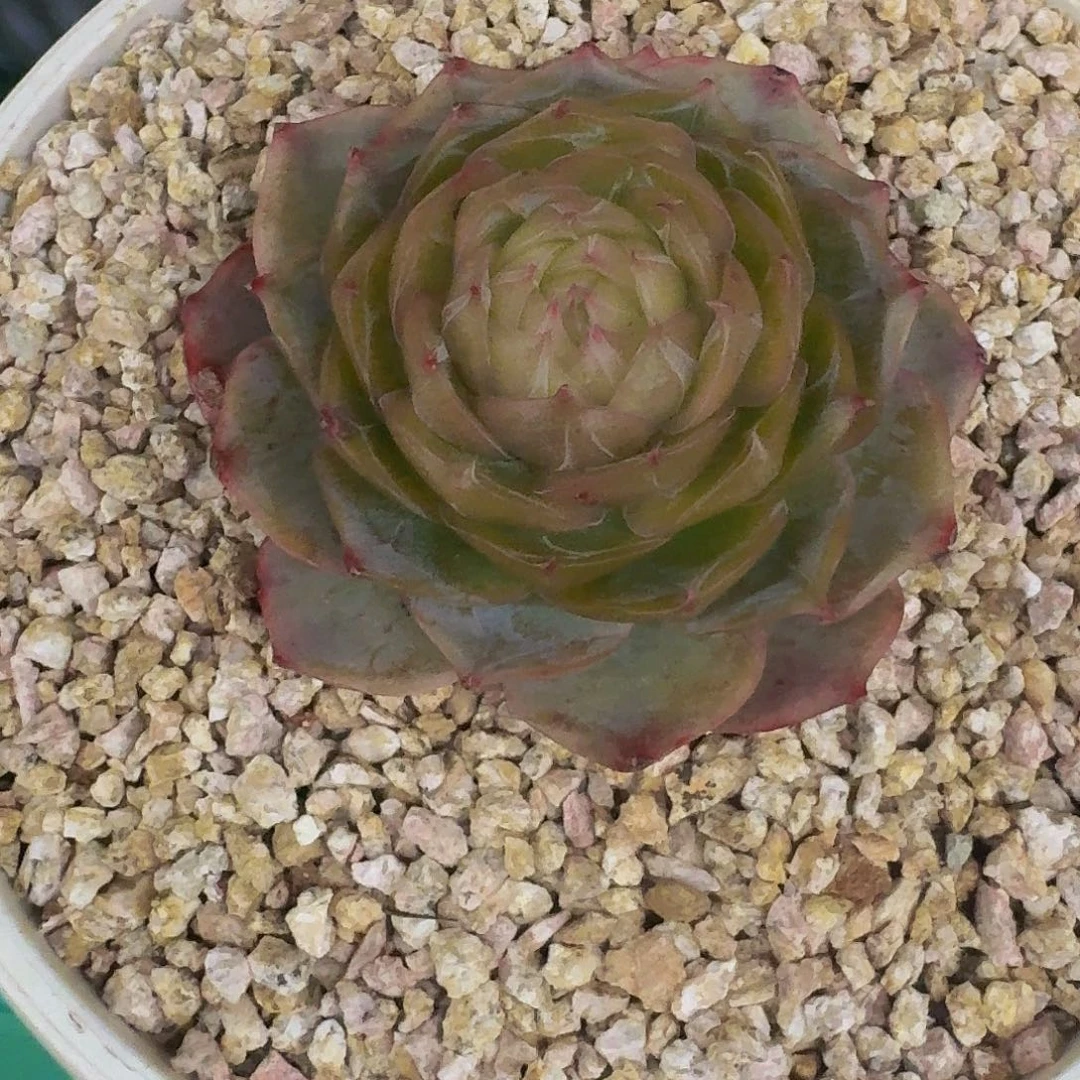 琉璃盏 单头 一物一拍