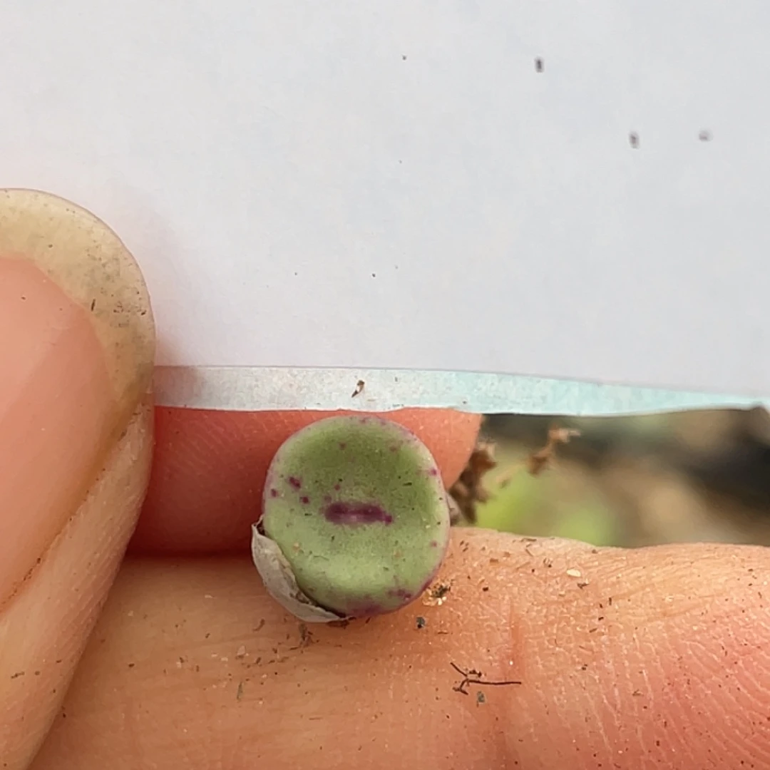 27-9嘴多肉植物肉锥