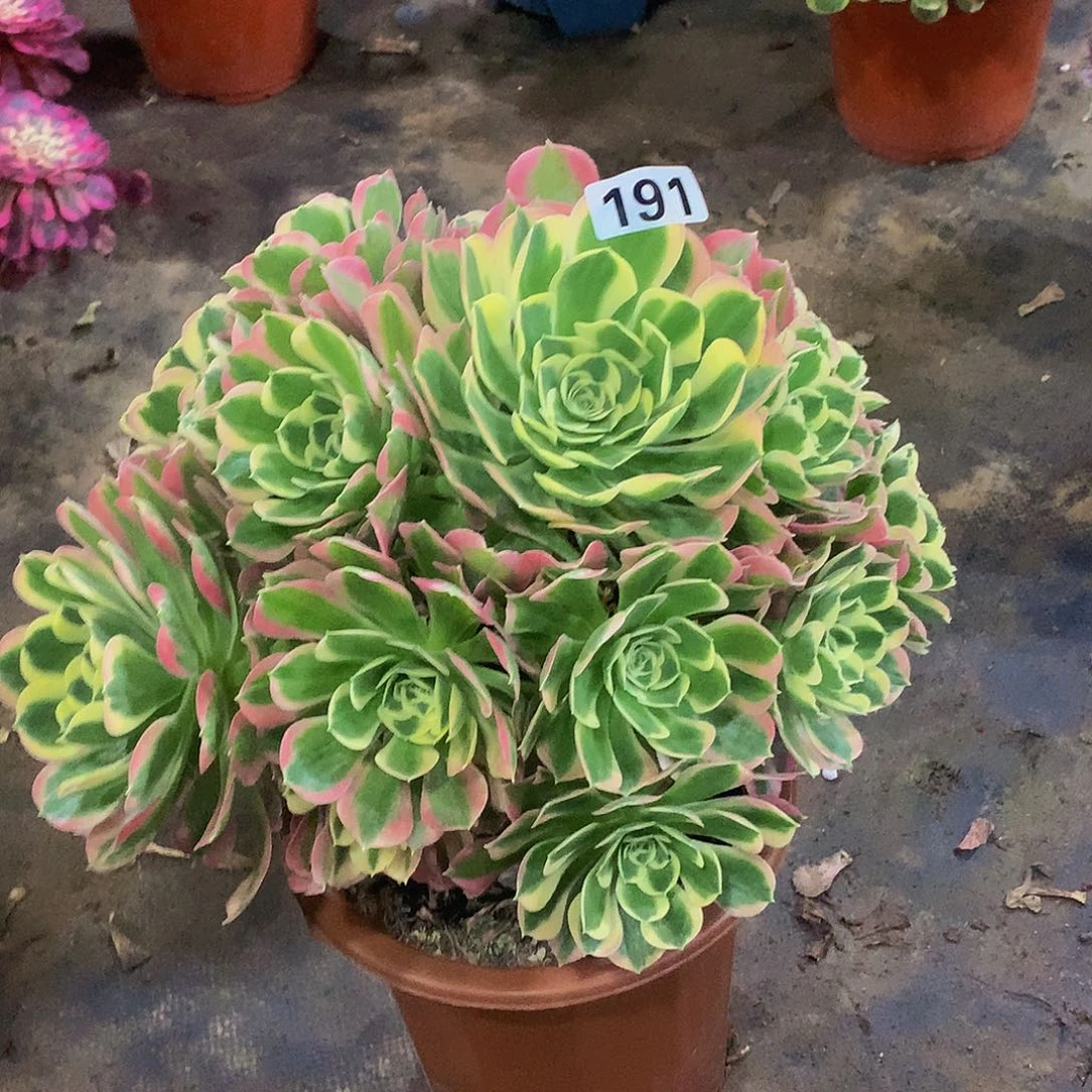 豆**爸191花8888888888