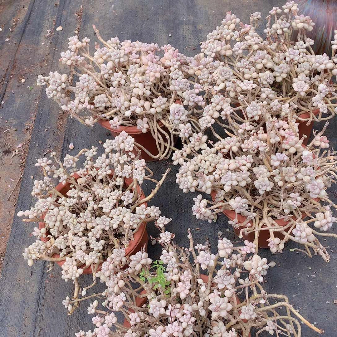 姬秋丽5个19不售后多肉植物