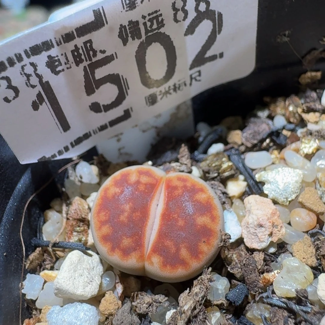 Sssss精品生石花1502