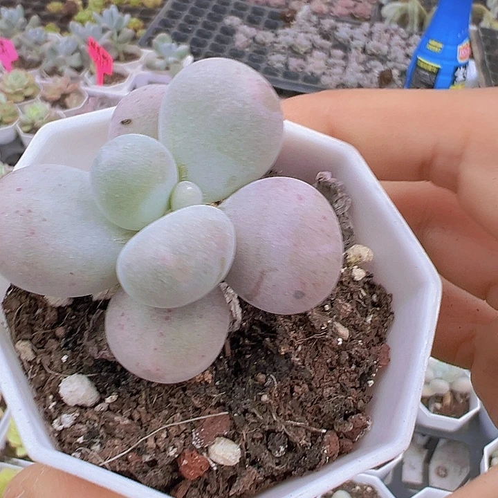 老桩汤圆19包邮多肉植物