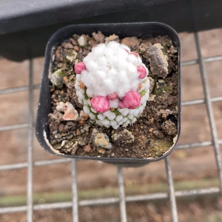 伯克利和格蕾纳等著名音乐