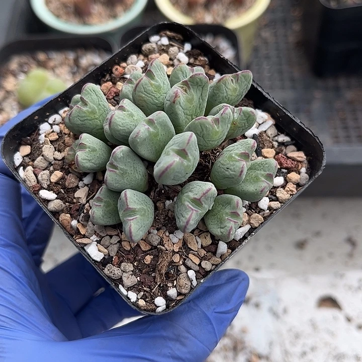 脱土发，满28包邮。少将群