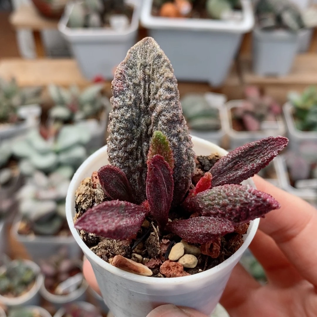 猪舌水泡多肉植物