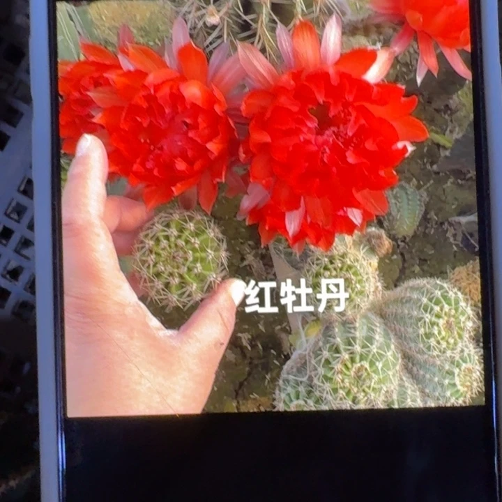 231彩草A315红牡丹歪4公分左右无根侧牙，20包邮