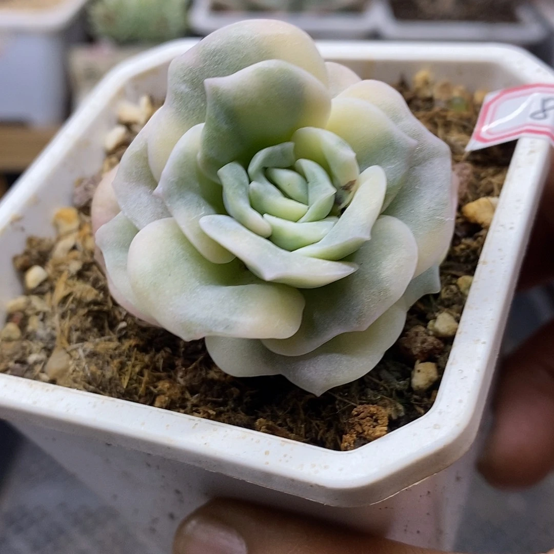 1282 可爱玫瑰覆轮锦