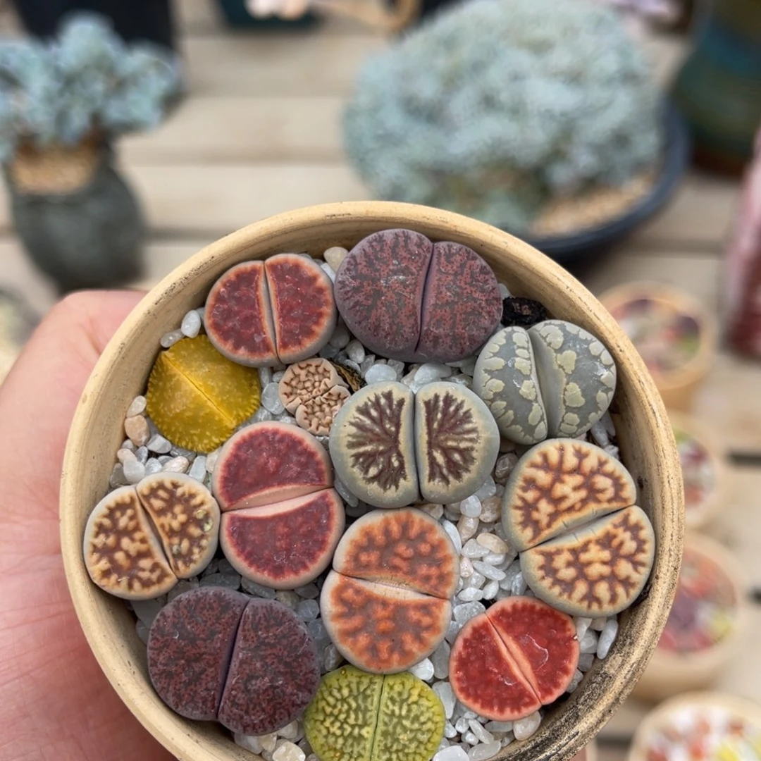 带盆土一物一拍不支持退换