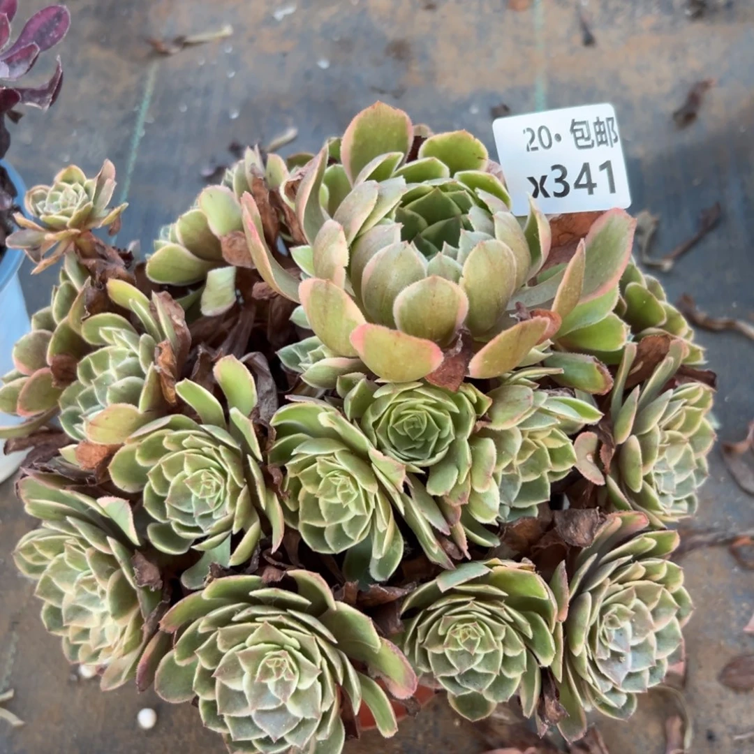 341粉花妖，，满20包邮