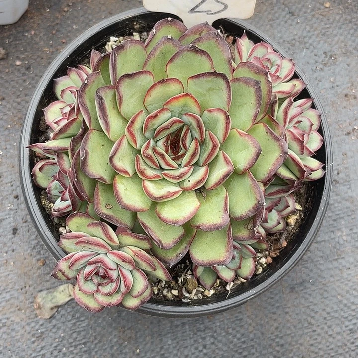 晨语多肉，一物一拍肉酱25