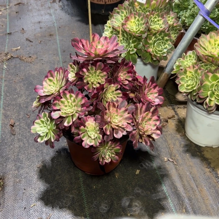 59红铜白多肉多肉多肉