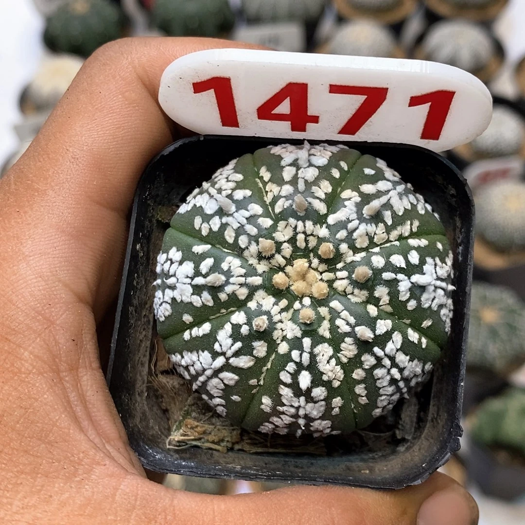 1471福利特价咯打榜
