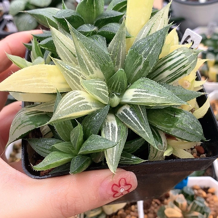 62号群生小白鯊带盆土