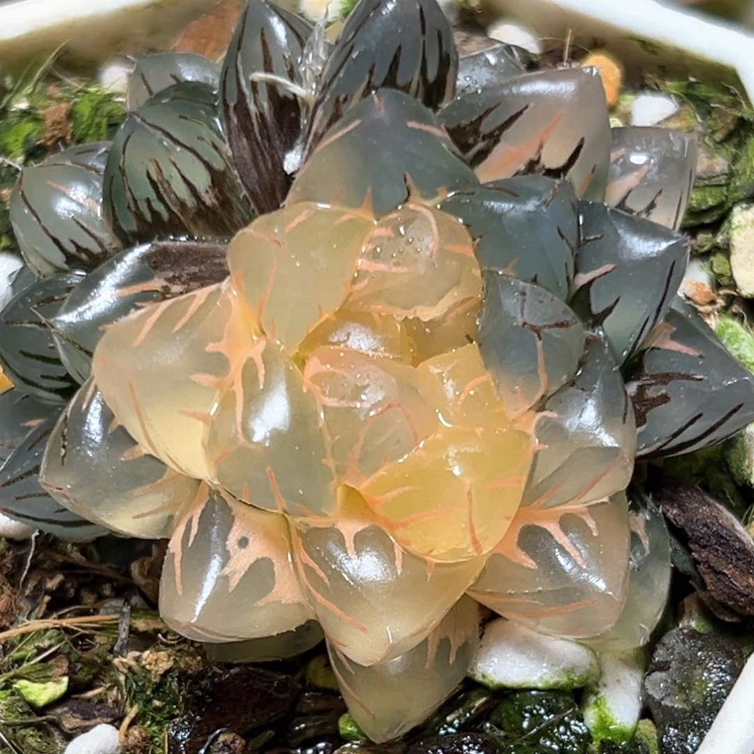 恭喜发财大吉大利2634