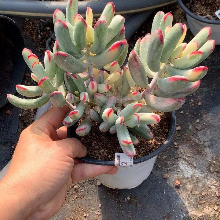 无花朵帮叶福娘锦1992