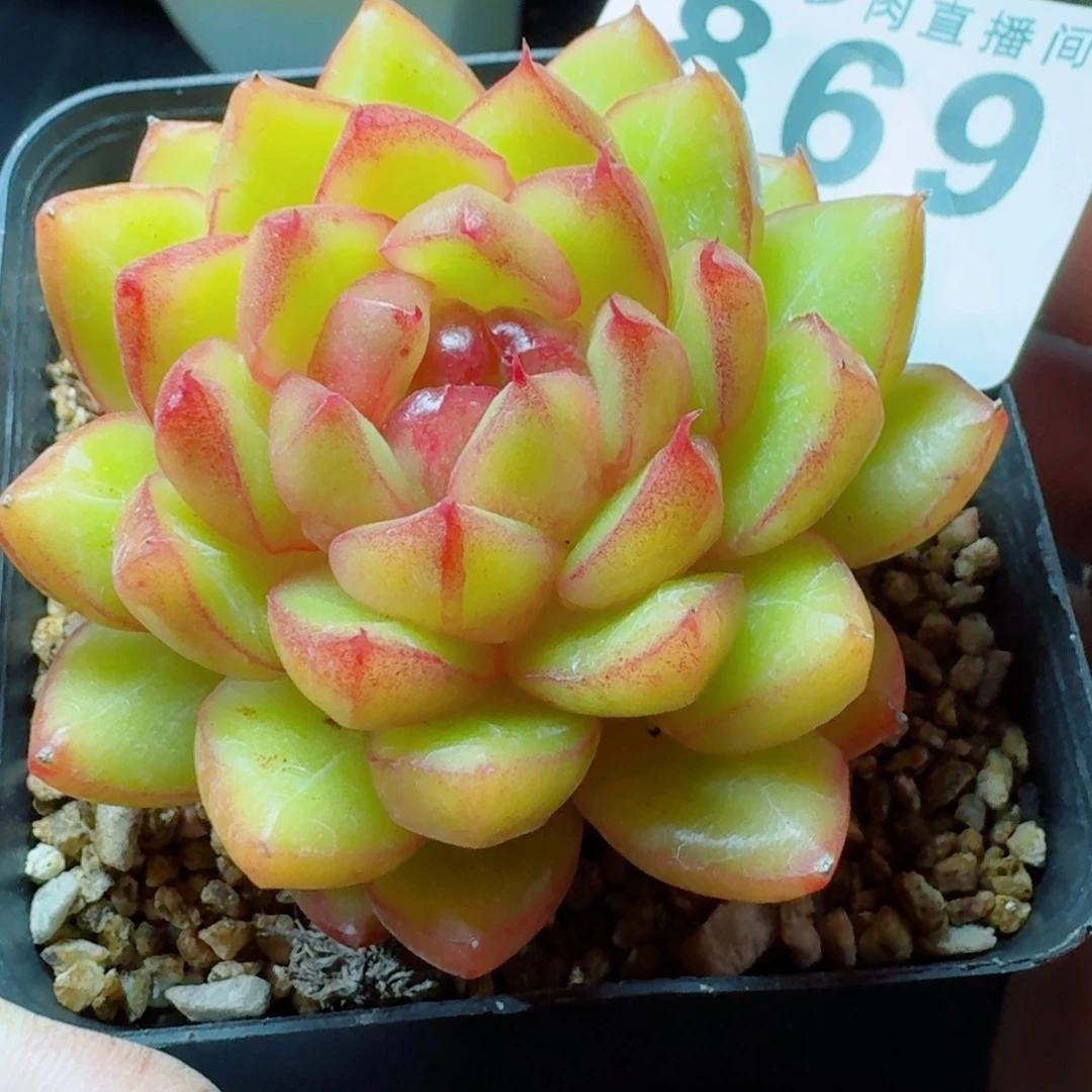 糖果珍妮      愿你一路坦途，乘风破浪展宏图