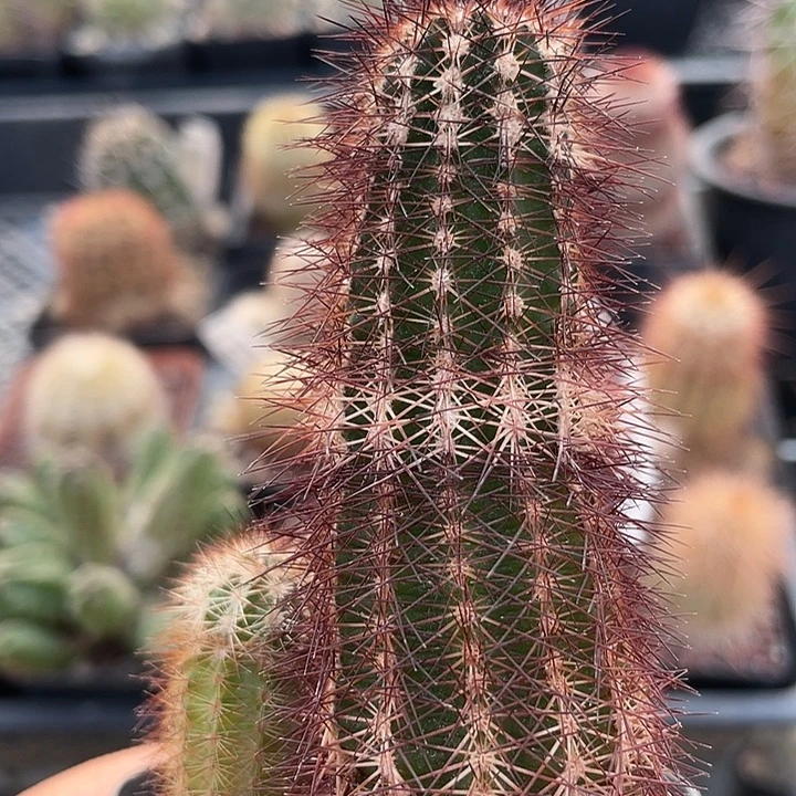 虾实生裸根发货哦