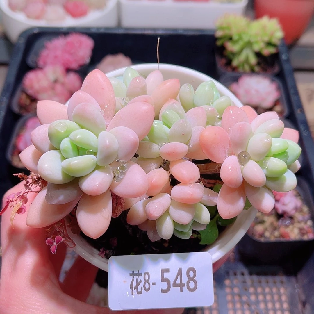 花利美8-548洛神