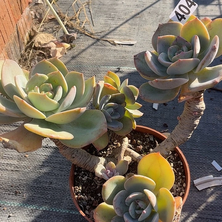 用***4404白凤脱土发货不退不换