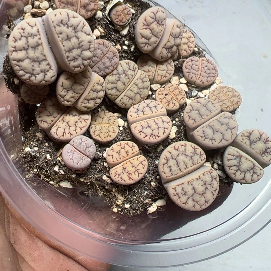 【闪购商品】 567。