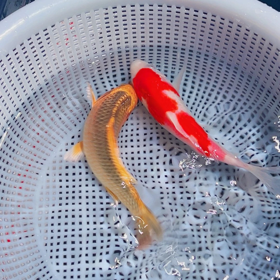 锦鲤锦鲤观赏鱼1111