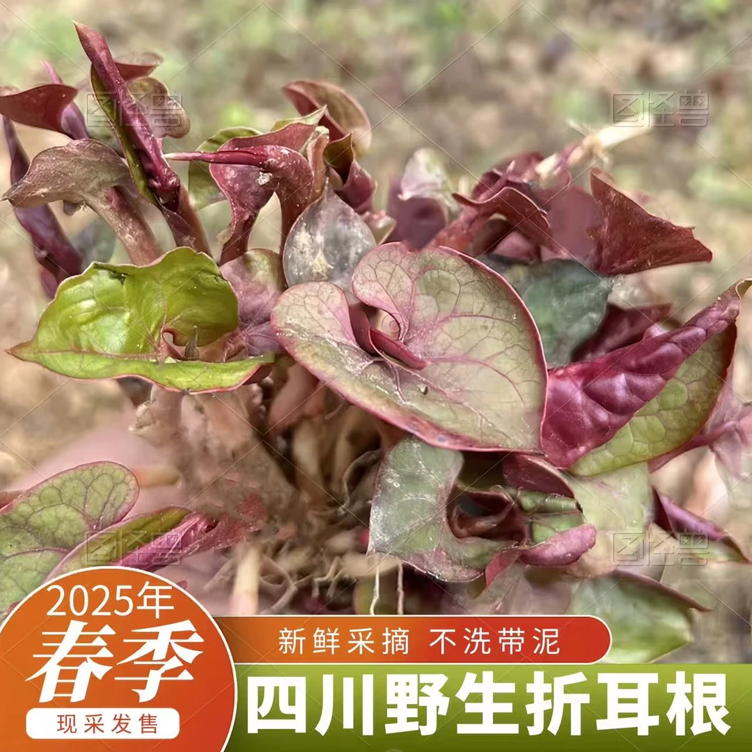 四川春季野生折耳根鱼腥草新鲜猪鼻孔1斤/2斤装包邮到家