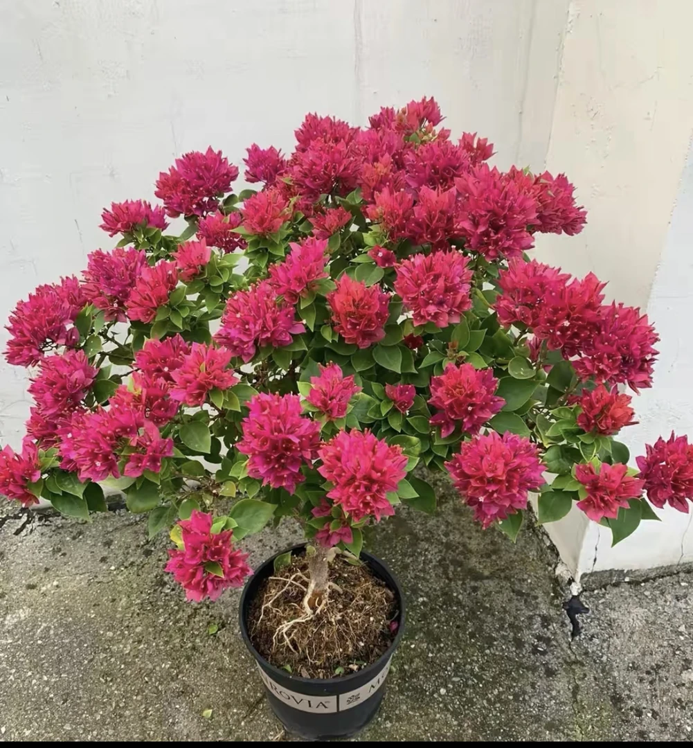 【光之国】【塔紫】一加仑三角梅 四季开花 阳台庭院盆栽观赏植物