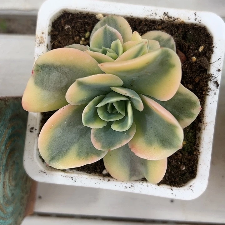 星娜塔玫瑰锦多肉