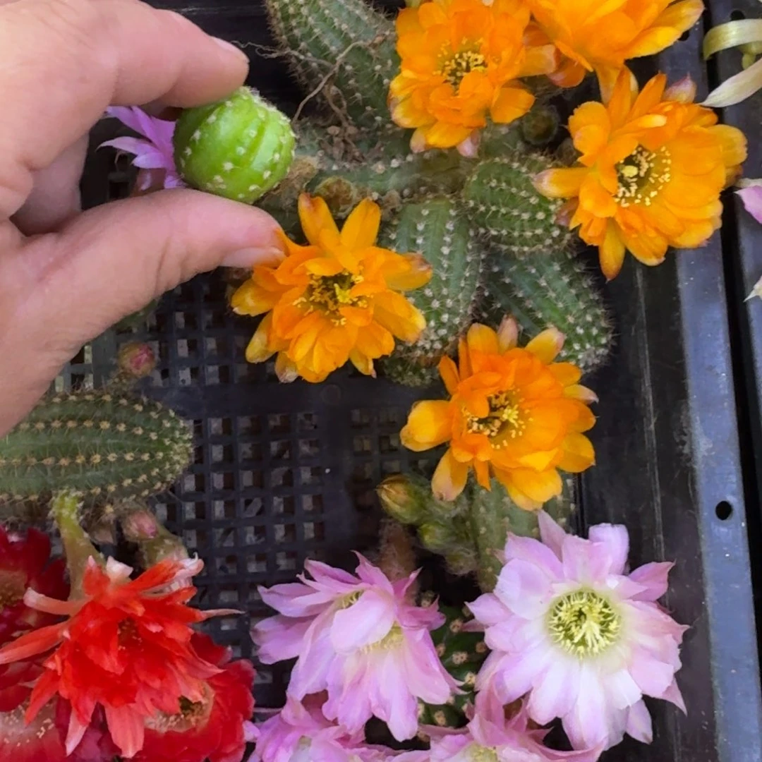 464白檀黄金3个无根侧牙小，20包邮