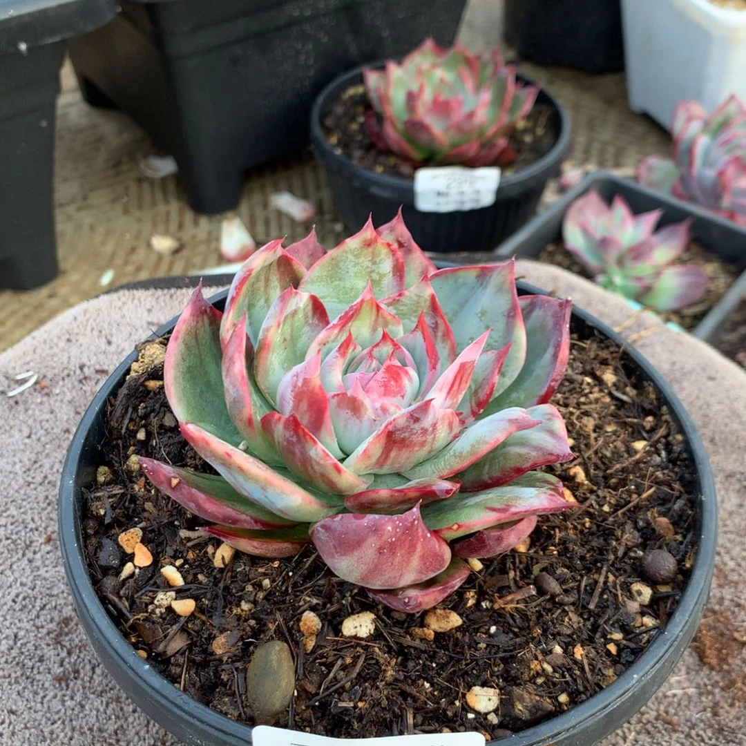 329惊鸿拉丝。尺寸9。多肉植物