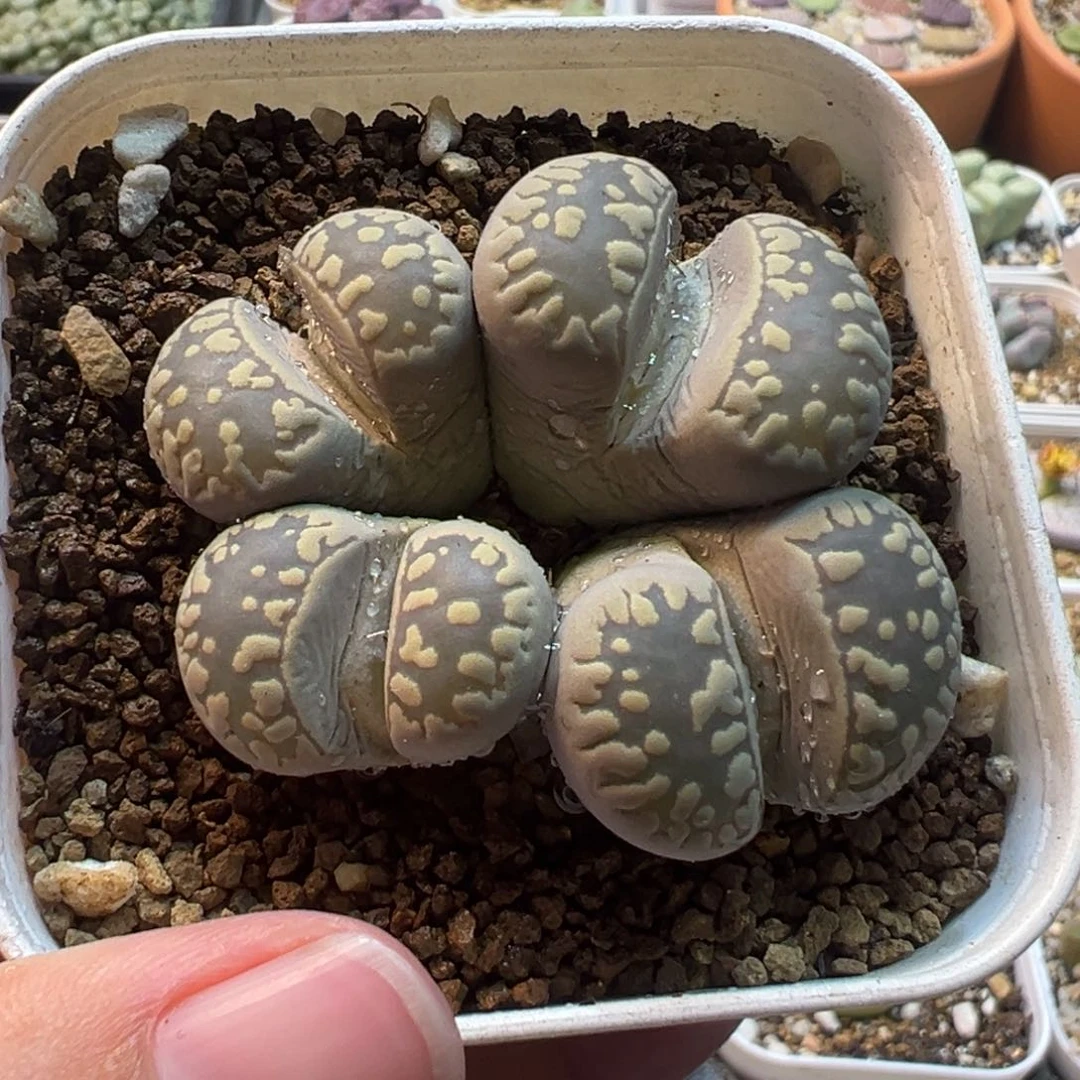 852多肉植物种类多样
