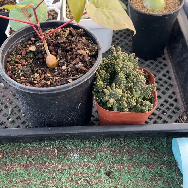 红脉榕583，一物一拍