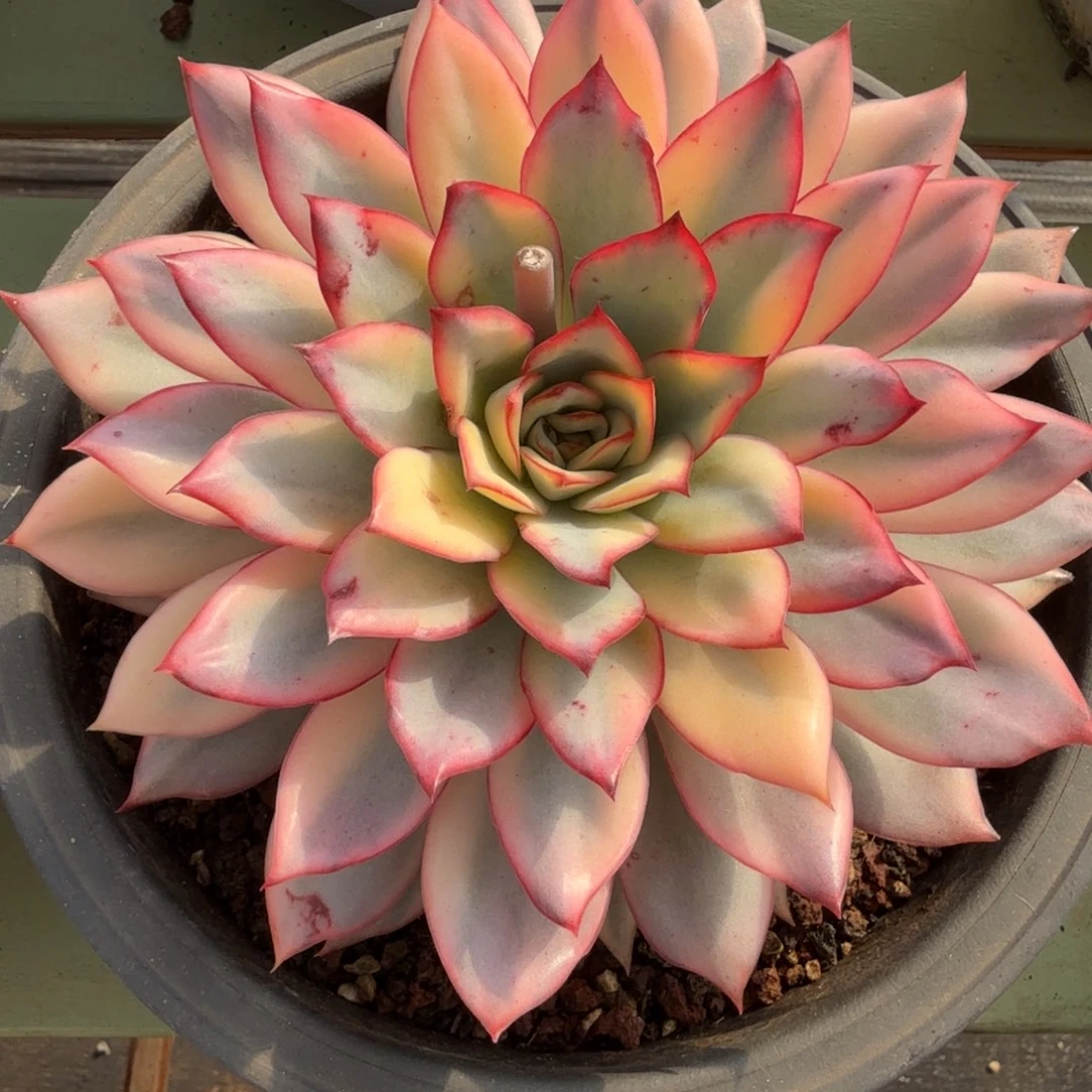 月光女神锦，锦上园艺一物一拍