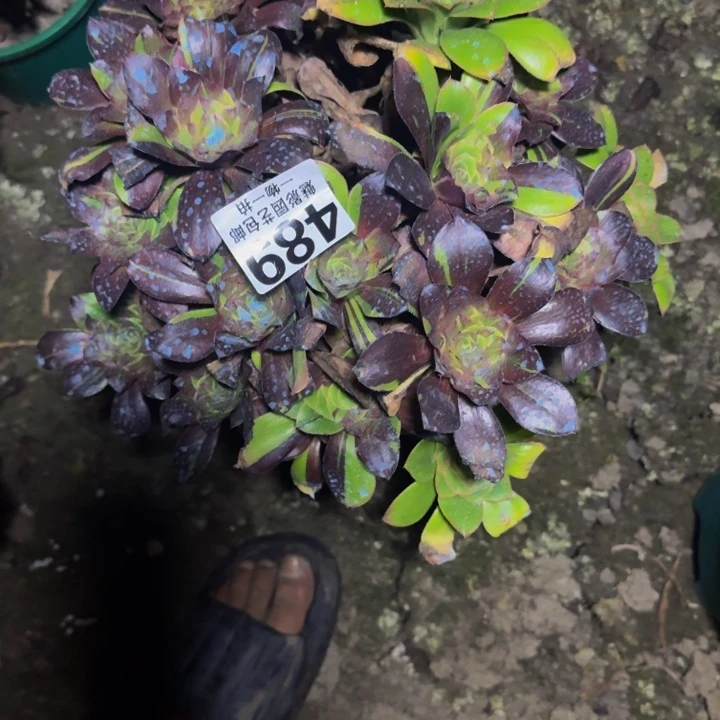 花班路25-40包邮花花
